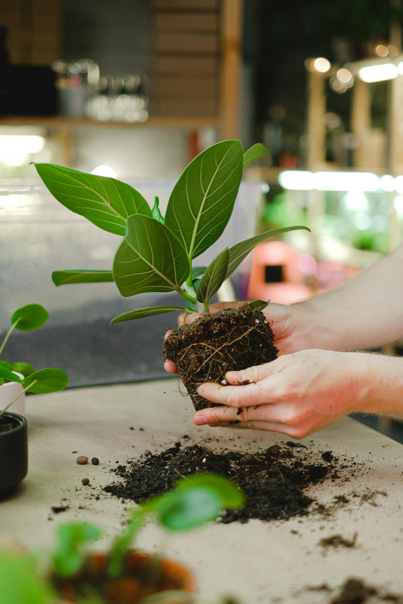 Close-up of hands holding a plant with roots for gardening indoors with bright green leaves.