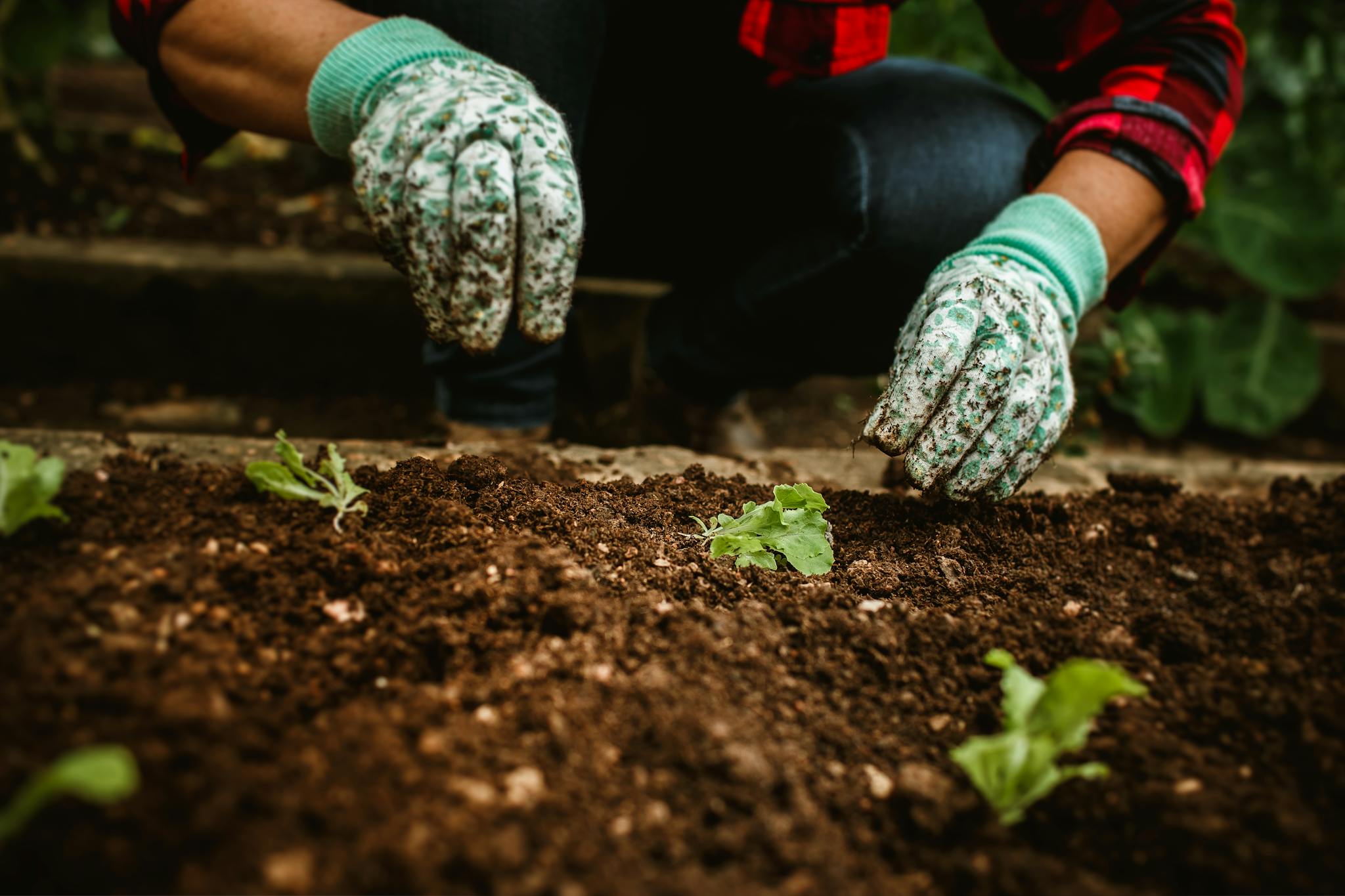 Hands of a gardener planting seedlings in rich, moist soil, wearing floral gloves.