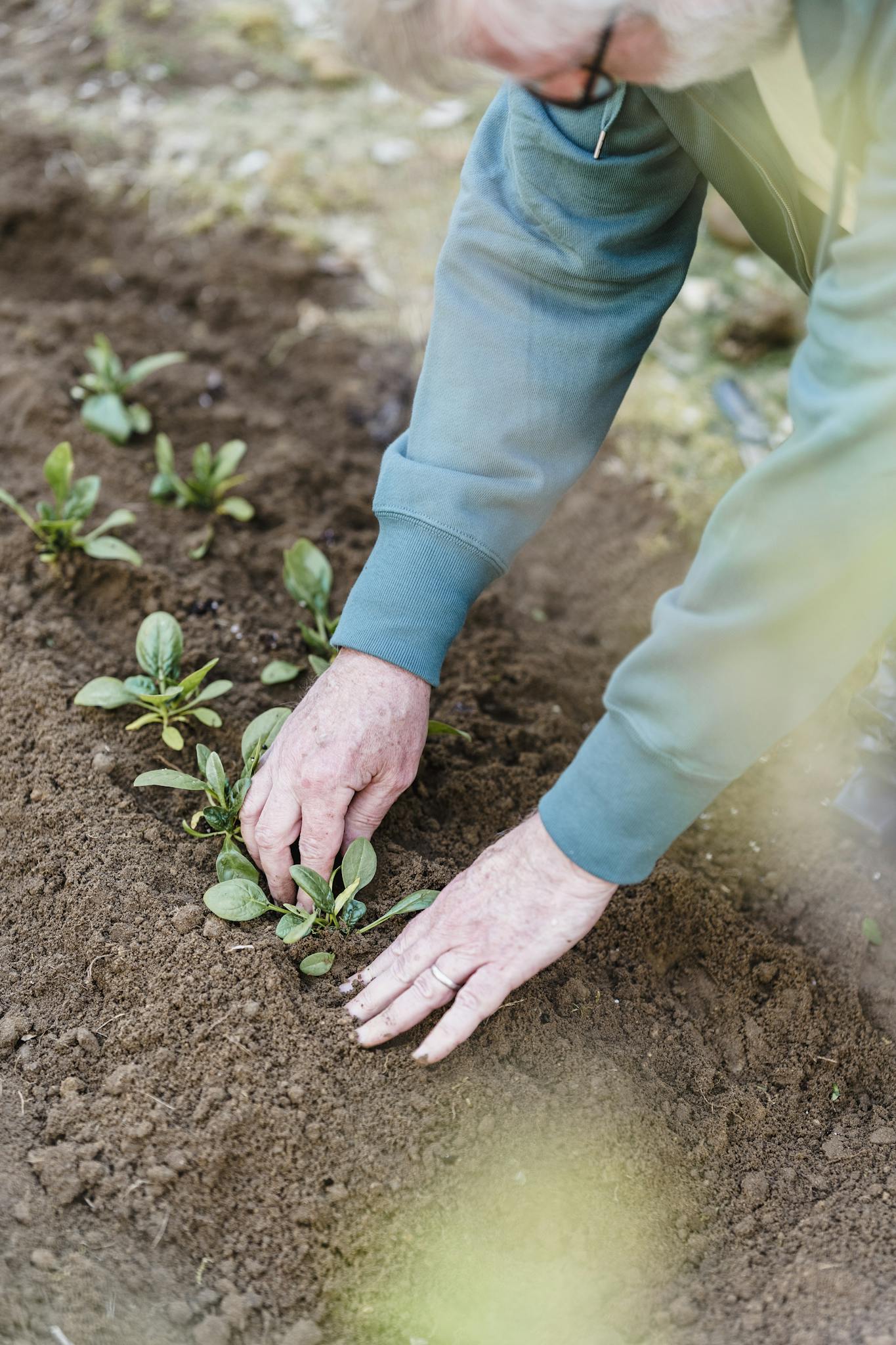 Hands of a gardener planting young green seedlings in rich soil. Outdoor gardening activity.