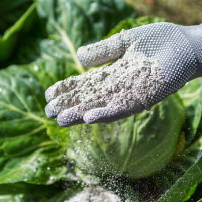 Cabbages are sprinkled by worker with ashes for protection from the pests