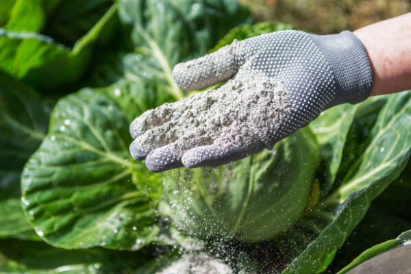 Cabbages are sprinkled by worker with ashes for protection from the pests