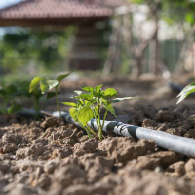 A eggplant seedling with a flower on drip irrigation.