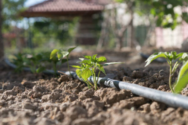 A eggplant seedling with a flower on drip irrigation.