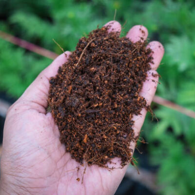 Soil in hand close up and plant background