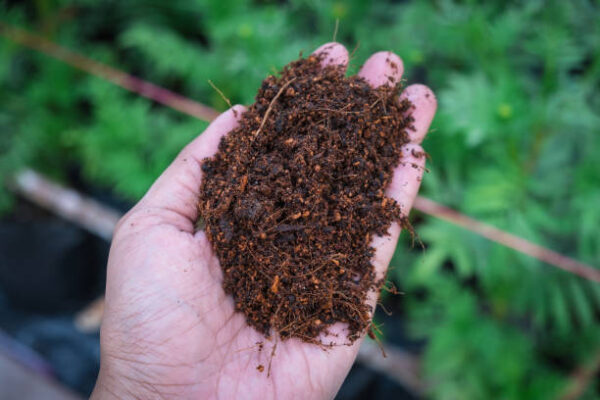 Soil in hand close up and plant background